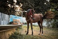 スマイラ・ザカリア・メジーダさんの飼育する馬。中央アフリカの首都バンギにて（2020年1月23日撮影）。(c)FLORENT VERGNES / AFP