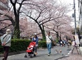 16日に桜の開花宣言が出された東京都心で春分の日の20日、多くの人々が街に出て満開に近づく桜を眺めた（2013年3月20日撮影）。(c)AFP/Yoshikazu TSUNO