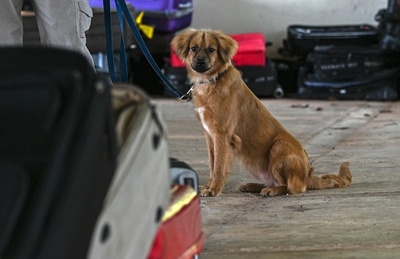 コンテナに40日間…大西洋横断生き抜いた犬、パナマで探知犬に