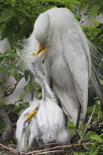 ビルの谷間で育つシラサギ、インド