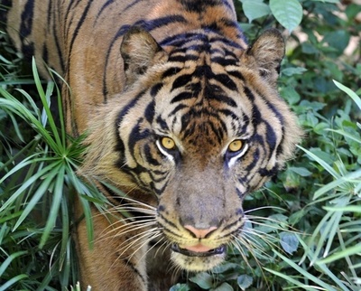 トラから逃れて木の上に、救出待ち4日 インドネシア