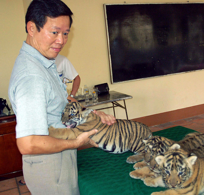 絶滅危機のトラ、個人トラ園での飼育を政府が正式許可 - ベトナム