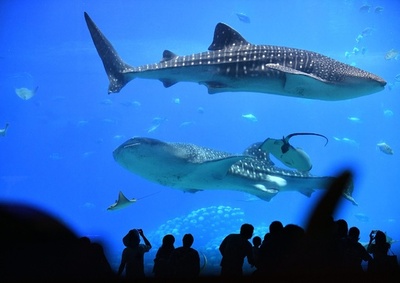 中国 夏の「ナイトエコノミー」が活況 動物園などでの夜間宿泊が大人気