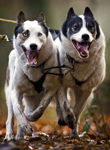 オランダの森で犬ぞりレース