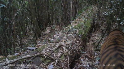 野生のベンガルトラの撮影に成功、中国の研究者で初