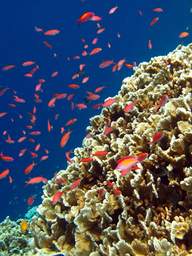 太平洋に世界最大の海洋保護区、米政府が発表