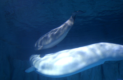 中国・長沙海底世界でベルーガの赤ちゃんが1歳の誕生日　国内唯一の人工繁殖で誕生