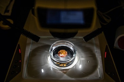 遺伝子操作はサンゴを気候変動から救えるか 米研究