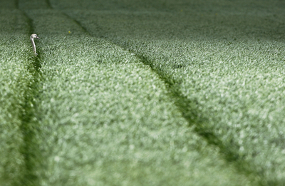 ドイツの野原で哲学する？白鳥