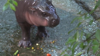 動画:絶滅危惧種「コビトカバ」の赤ちゃん、SNSで話題 タイ