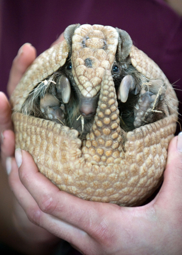 ミュンスター動物園の珍しい動物たち