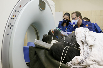 35歳のゴリラにCT検査、南アの大学付属動物病院