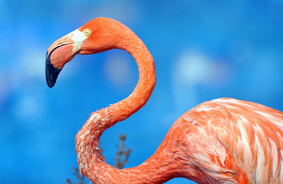 春の訪れにワクワク、韓国のフラミンゴ