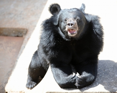 モロッコの動物園、騒音が原因でキリンの一家全滅