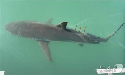 韓国で人気のサメ、絶滅危惧種の雌と判明…体長約3メートル