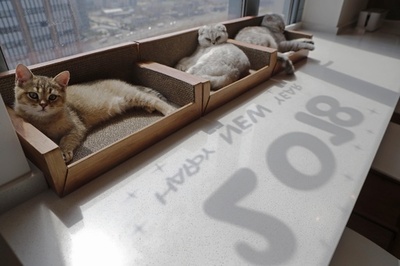 高層階の猫カフェで日向ぼっこ 上海