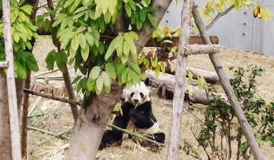 シャンシャンに永明親子 中国に戻ったパンダたちはどうしてる？