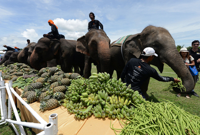 象の背に乗り球を打つ、タイ南部でエレファントポロ大会
