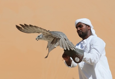 伝統の技磨くアラブの鷹匠、UAE