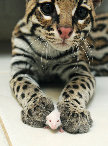 犬や猫の美容整形手術を禁止へ ブラジル・リオ州