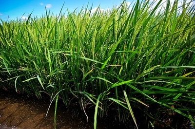 世界初の遺伝子組み換えイネ、フィリピンで2016年発売へ