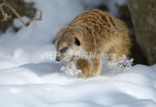 ミーアキャットも寒い 冬逆戻りのドイツ 写真2枚 ファッション ニュースならmode Press Powered By Afpbb News