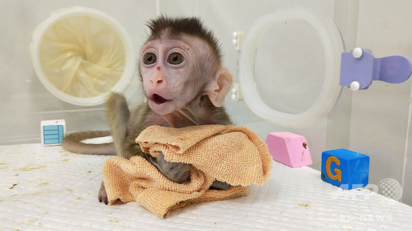 遺伝子操作でサルに睡眠障害、そのクローン5匹誕生 中国