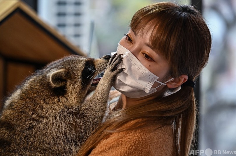 アライグマにヘビ 上海のアニマルカフェ コロナ禍でも人気 写真24枚 国際ニュース Afpbb News