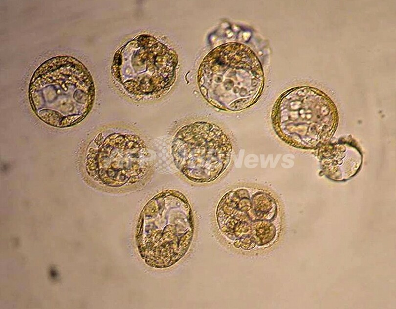 韓国科学者ら、人間への臓器移植に適したブタのクローンに成功