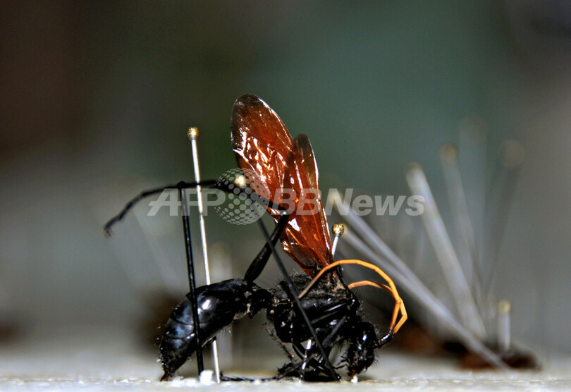 食用昆虫を栽培？コスタリカで進む昆虫食の研究