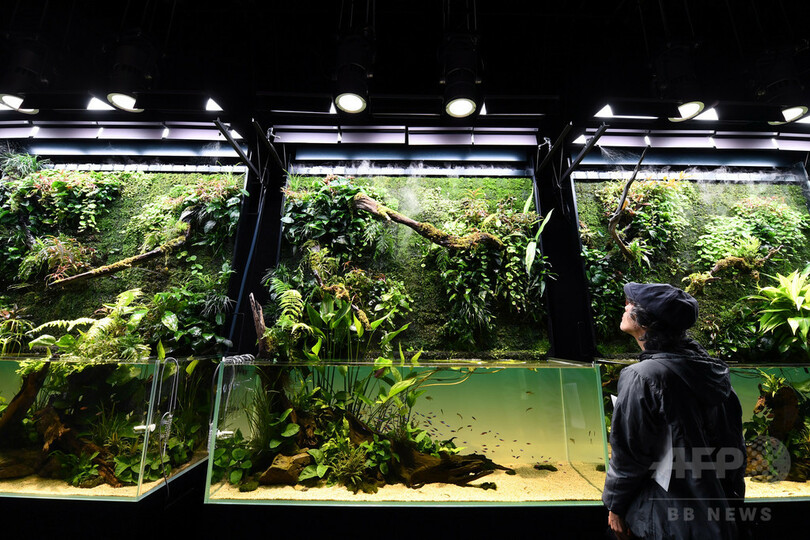 自然生態の縮図が水槽に、ネイチャーアクアリウム展　東京