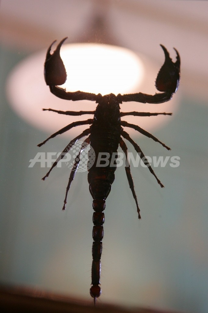 古生代の巨大ウミサソリのはさみ発見、体長推計2.5メートル