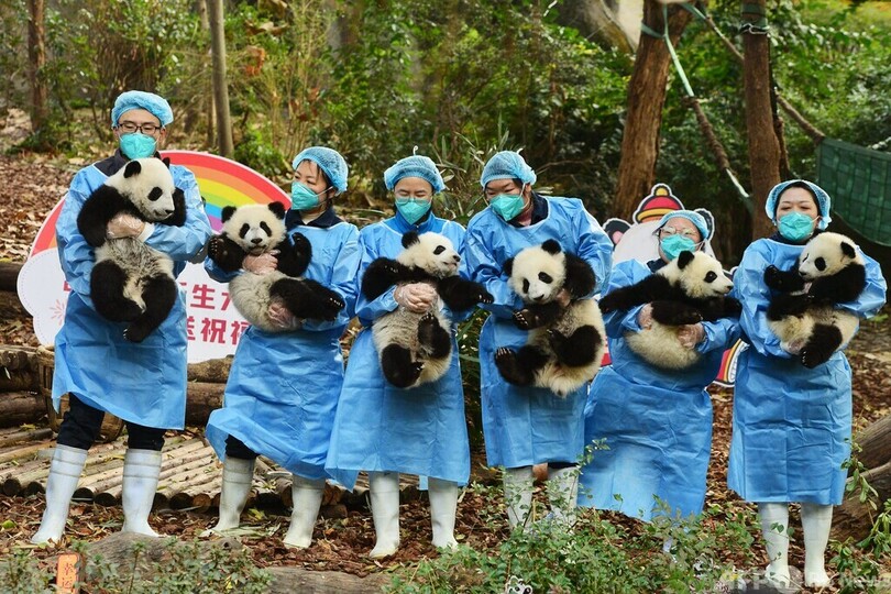 パンダの赤ちゃん大集合、新年前に記念撮影 中国・成都