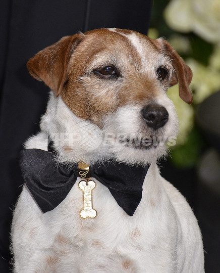 話題の俳優犬アギー、自伝「執筆」へ 話題の俳優犬アギー、自伝「執筆」へ
