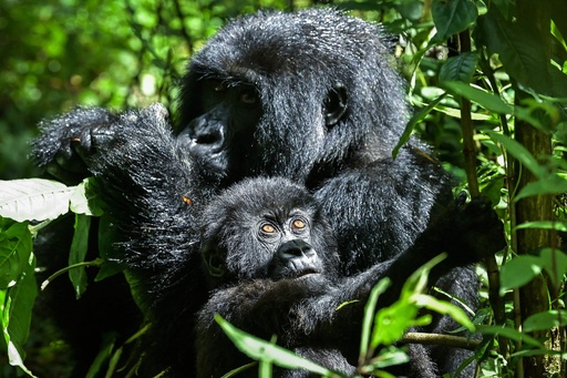 ルワンダのマウンテンゴリラ、生息数回復で空間の確保が問題に 写真18