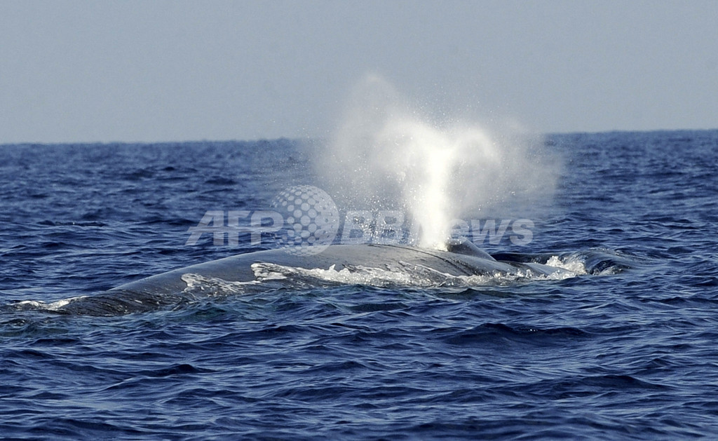 シロナガスクジラの 歌声 を追跡 南極海で位置特定に初成功 写真1枚 国際ニュース Afpbb News