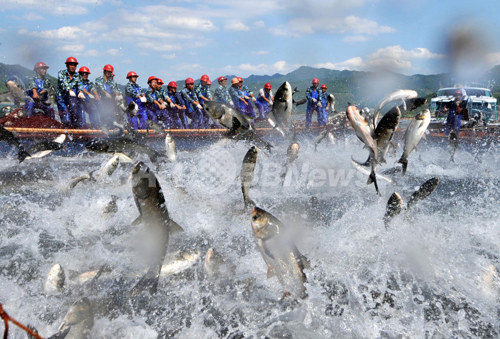 今日も大漁、急成長する中国の水産加工業 写真11枚 国際ニュース：AFPBB News