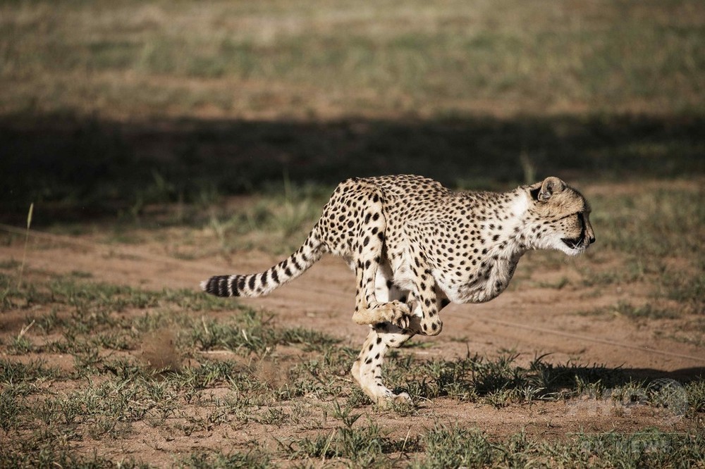 最大の動物が最速でない 理由を解明か 研究 写真1枚 国際ニュース Afpbb News