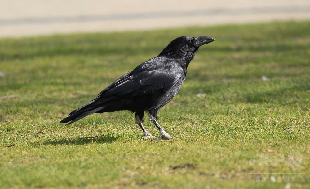 カラスにも 視線を察する 能力 実験で確認 研究 写真1枚 国際ニュース Afpbb News