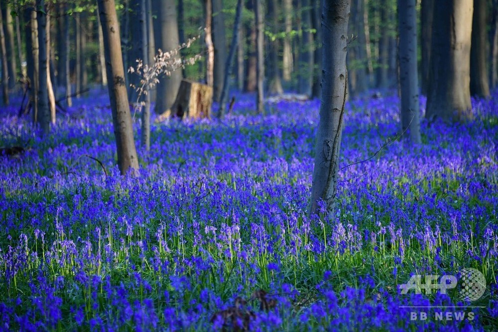 ブルーベルが一面に咲いた 青の森 ベルギー 写真12枚 国際ニュース Afpbb News