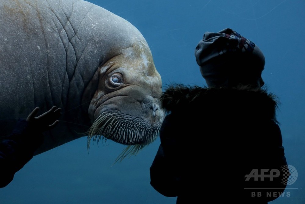 来園者に興味深々？ 独動物園のセイウチ 写真4枚 国際ニュース：AFPBB News