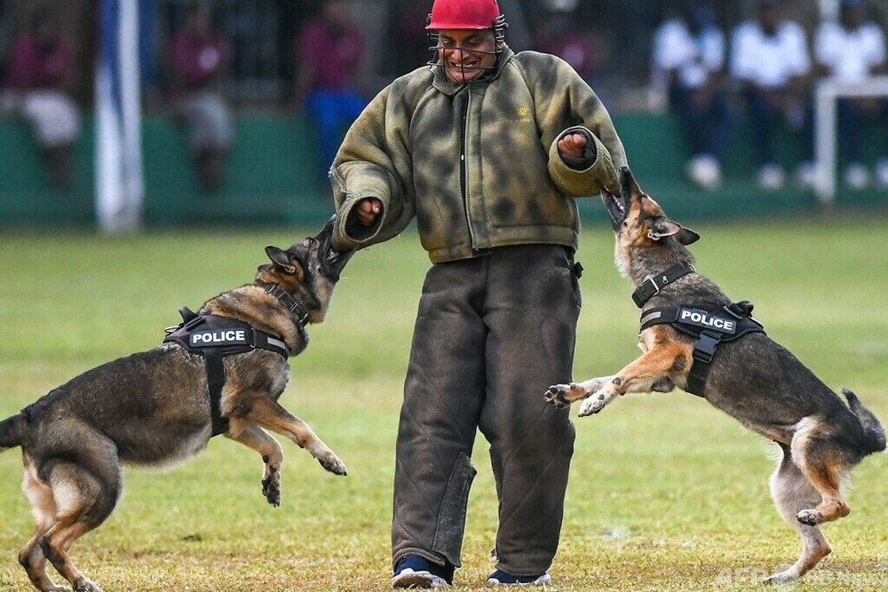警察犬もパフォーマンス スリランカ 警察の日 写真21枚 国際ニュース Afpbb News