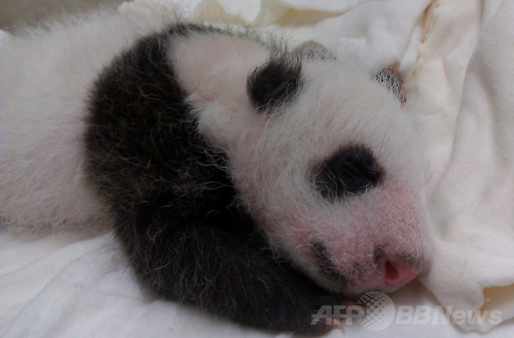 【特集】台湾の赤ちゃんパンダ成長記