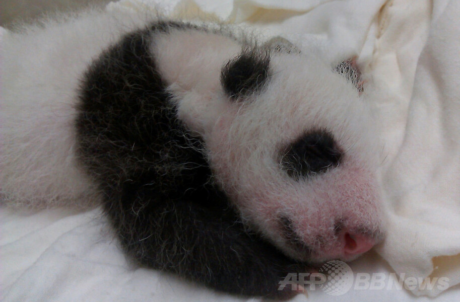 【特集】台湾の赤ちゃんパンダ成長記
