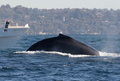 豪シドニー沖を泳ぐザトウクジラ（2008年6月25日撮影、資料写真）。(c)GREG WOOD / AFP
