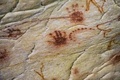 南仏アルデシュ（Ardeche）県のショーベ洞窟（Chauvet Cave）内に描かれた壁画（2014年6月13日撮影）。(c)AFP/JEFF PACHOUD