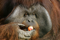 写真は6日、オランダのOuwehands動物園でイースターエッグをもらうオランウータンの赤ちゃん。(c)AFP/VINCENT JANNINK
