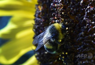 ハチの柔軟な学習能力、ボール転がし実験で解明 研究 ハチの柔軟な学習能力、ボール転がし実験で解明 研究