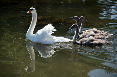 線路にハクチョウ、ラッシュ時の英ロンドンで一時混乱