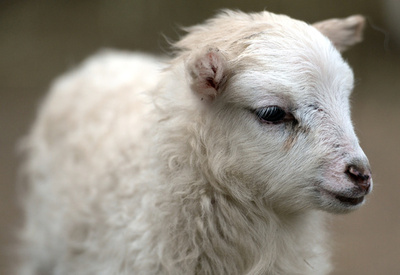 体内で成長する移植用の人工血管、動物実験で成功 米研究